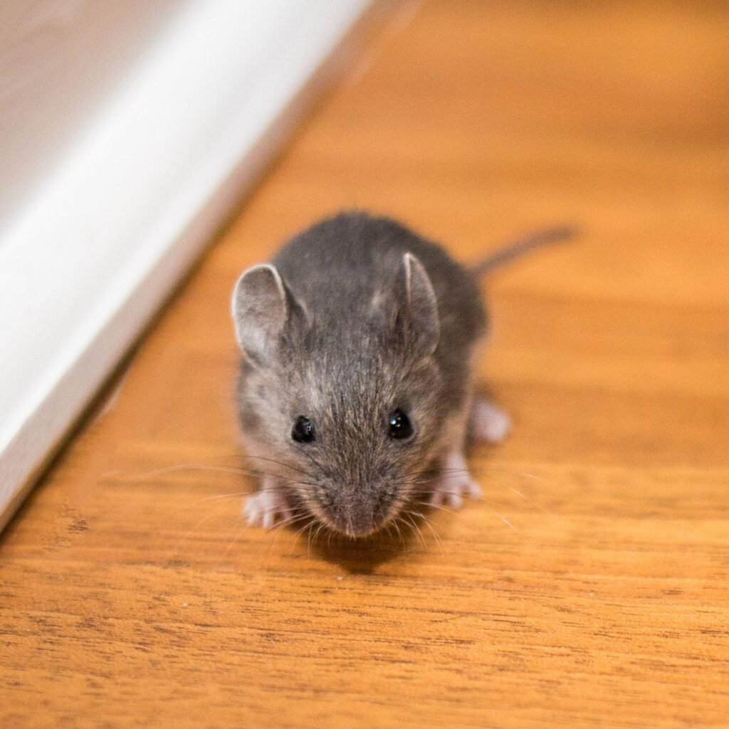 mice-control